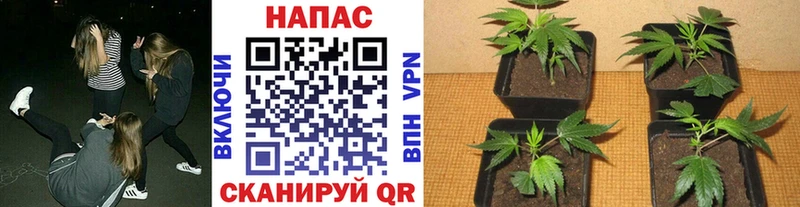 МАРИХУАНА VHQ  Находка 
